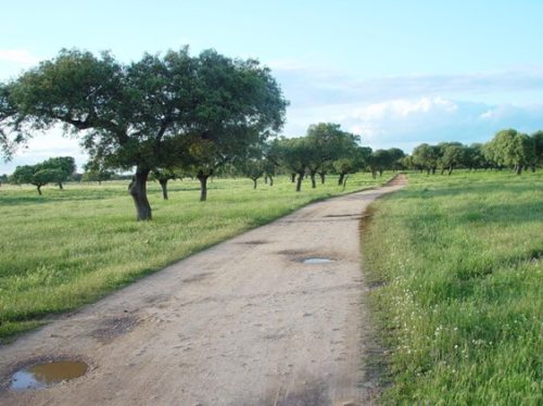 Camino dehesa